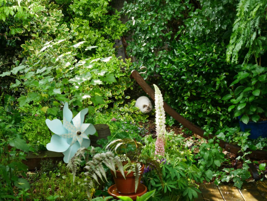 Un jardin avec une végétation très dense. On ne voit presque que du vert, partout. Au centre l'image, chat blanc au fond du jardin.