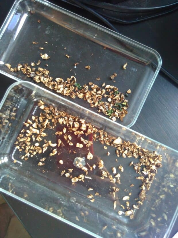 Des morceaux de champignons séchés. Ils ont réduit de volume de 3/4 par rapport à l'état humide.